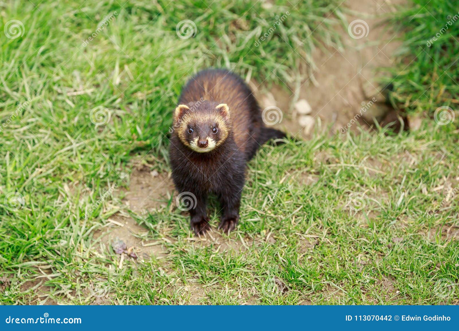 an european polecat emerges from its hole